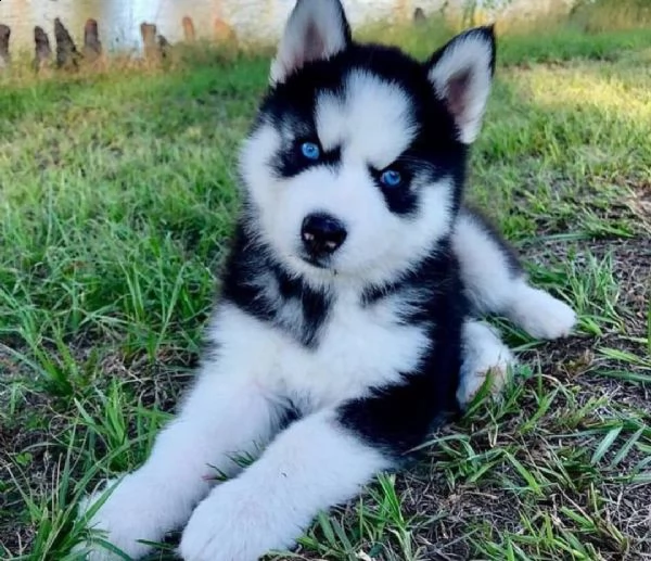 regalo cuccioli siberian husky maschio e femmina abbiamo disponibili cuccioli di siberian husky masc