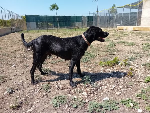 nerone incrocio labrador/ breton | Foto 5