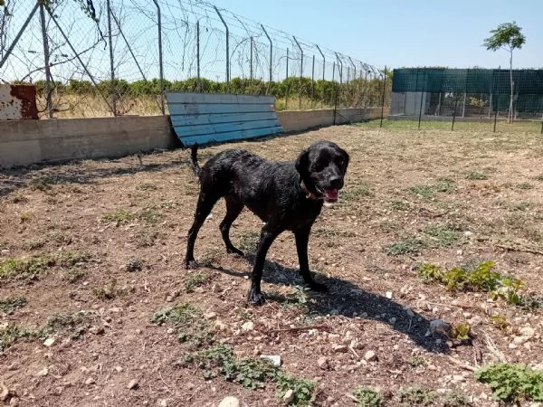 nerone incrocio labrador/ breton | Foto 4