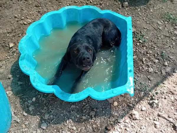 nerone incrocio labrador/ breton | Foto 3