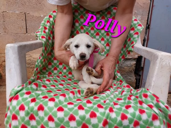 Tenerissima polly simil volpina | Foto 1