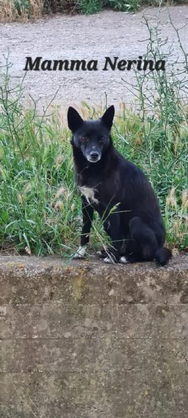 Polly Splendida figlia di una volpina | Foto 5