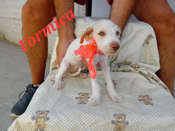 Formica stupenda mix jack russel terrier | Foto 5