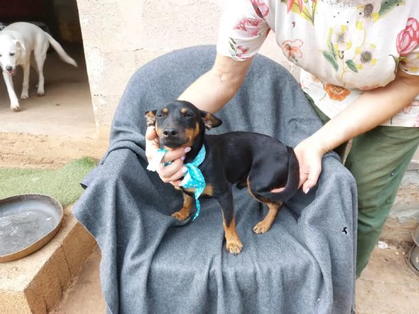 Mignon stupendo pinscher tedesco | Foto 1