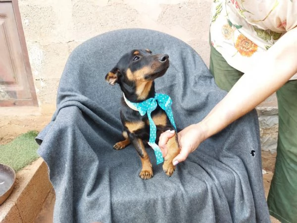 Mignon stupendo pinscher tedesco