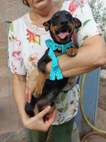 Mignon stupendo pinscher tedesco | Foto 5