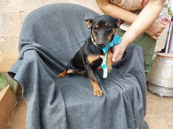 Mignon stupendo pinscher tedesco | Foto 3