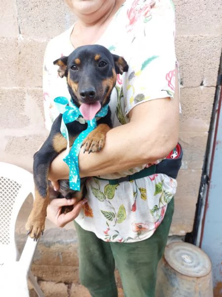 Mignon stupendo pinscher tedesco | Foto 2