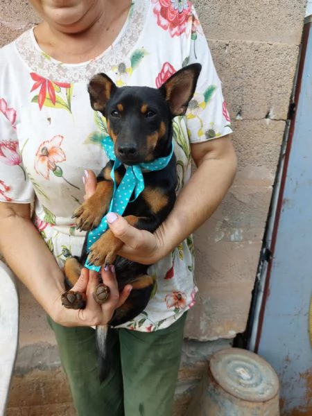 Mignon stupendo pinscher tedesco | Foto 1