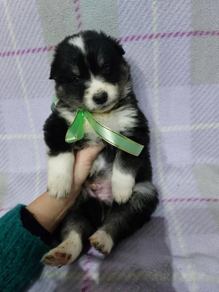 Black splendido simil border collie  | Foto 2