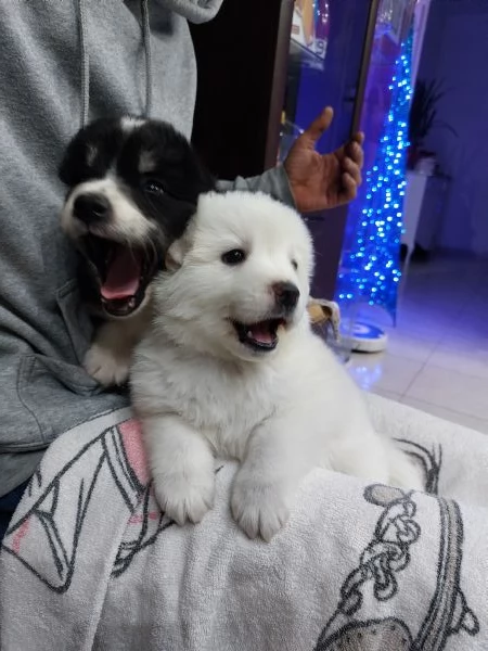 Black bellissimo simil border collie  | Foto 4