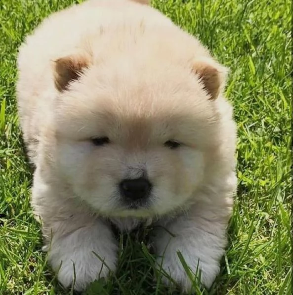 adorabili cuccioli di chow chow femminucce e maschietti disponibili . i cuccioli sono vaccinati sver