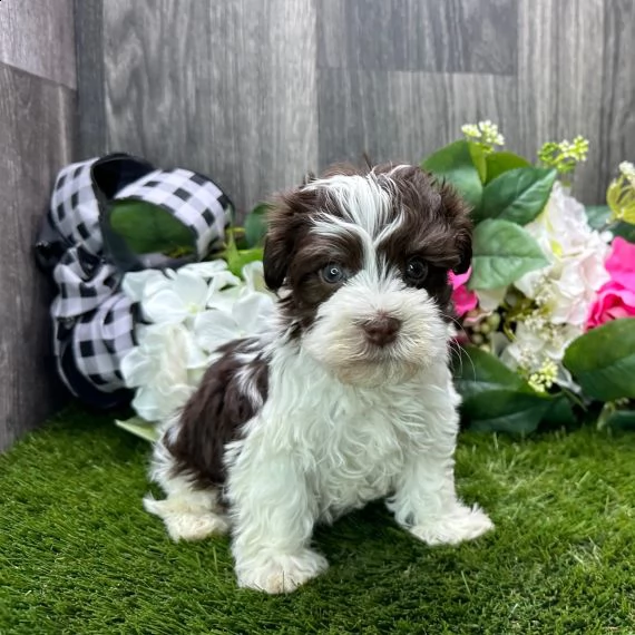 regalo cuccioli dolce e bella havanese