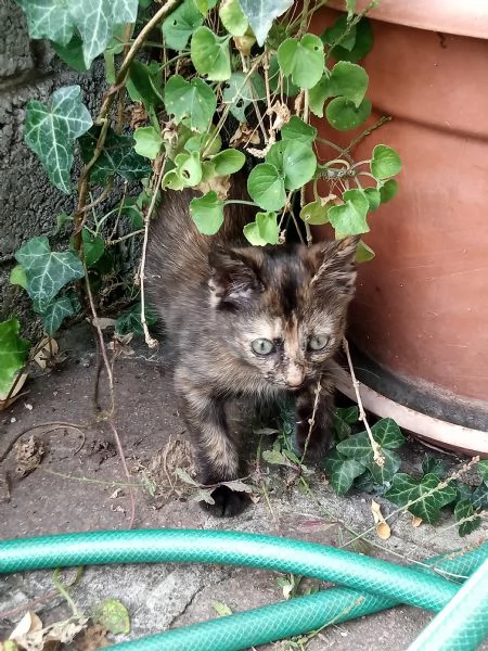 Gattina cerca famiglia , leggere attentamente la descrizione | Foto 6