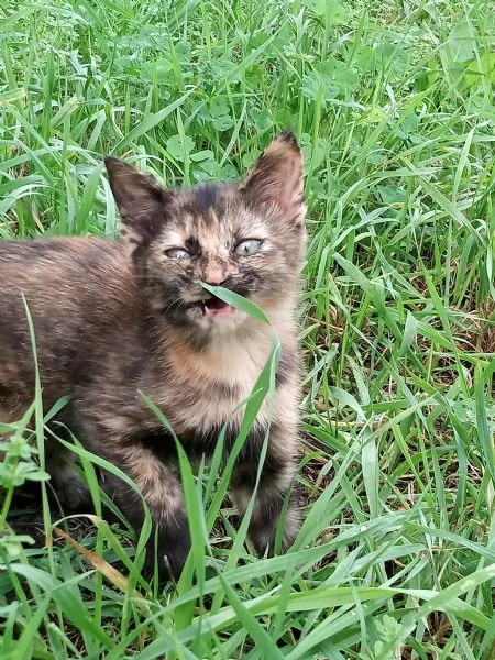 Gattina cerca famiglia , leggere attentamente la descrizione | Foto 4