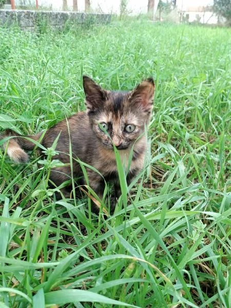 Gattina cerca famiglia , leggere attentamente la descrizione | Foto 2