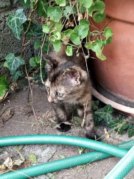 Gattina cerca famiglia , leggere attentamente la descrizione | Foto 0