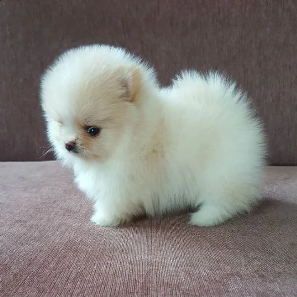 cuccioli di volpino pomerania in adozione