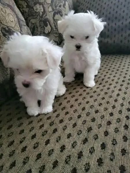 cuccioli maltesi maschio e femmina!!