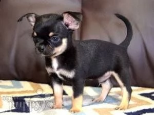 cuccioli di chihuahua in adozione