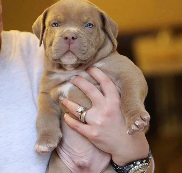 cucciolo pitbull | Foto 1