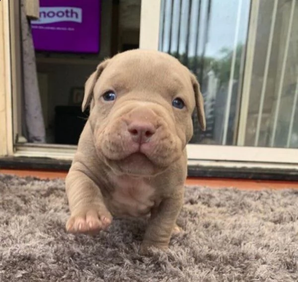 cucciolo pitbull | Foto 0