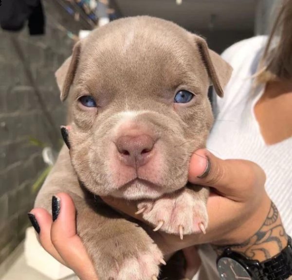 cucciolo pitbull