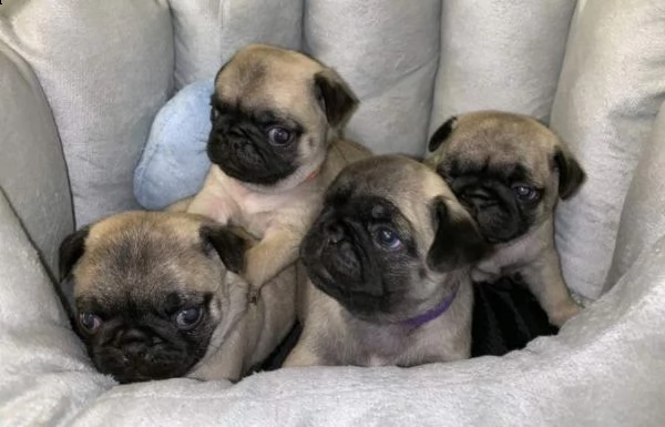 cuccioli di carlino fulvo per adozione..