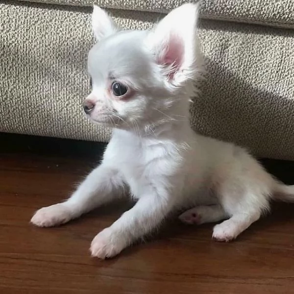 cuccioli di chihuahua in adozione