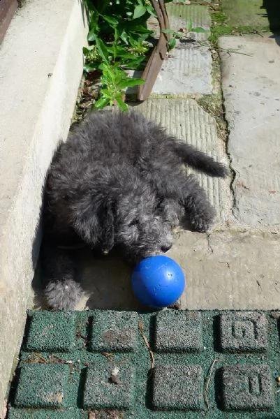  cuccioli di bedlington terrier | Foto 0