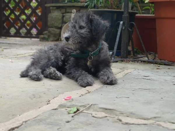  cuccioli di bedlington terrier