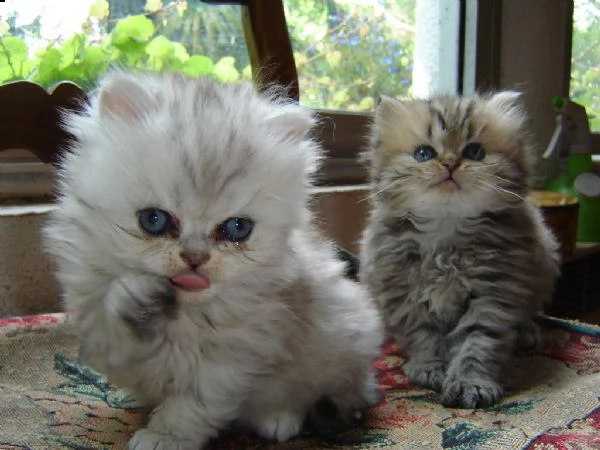 cuccioli di gatto persiano | Foto 0