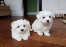 regalo preziosa cucciolata di bichon maltese maschio e femmina.