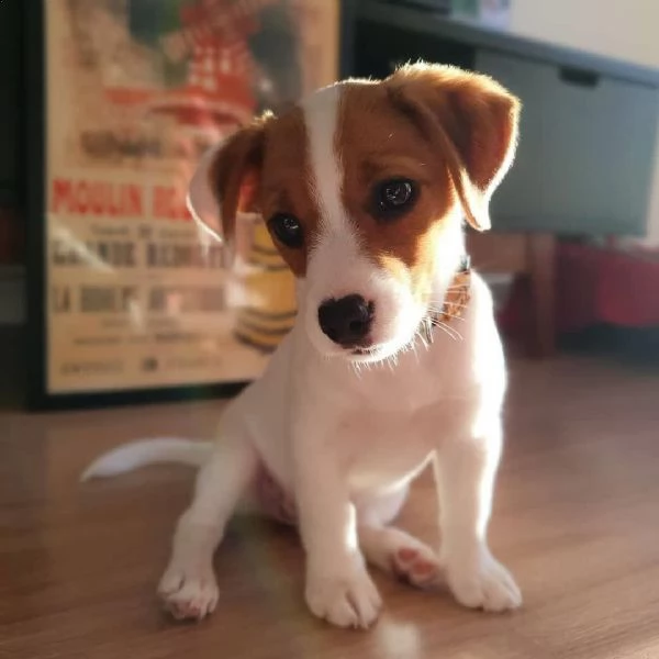 cuccioli di jack russell in adozione