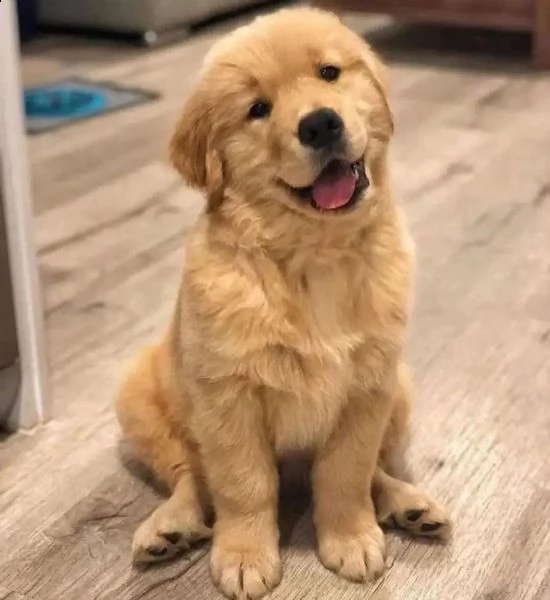 cuccioli di goldern retreiver in adozione