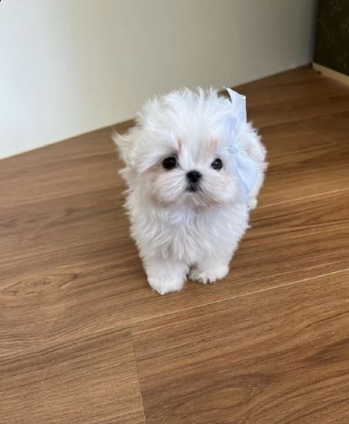 cuccioli di maltese in adozione