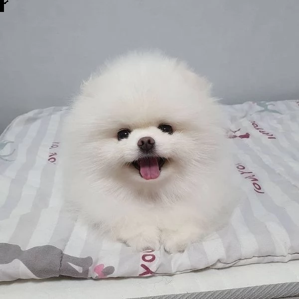 disponibili cuccioli di pomerania (+393509706299)