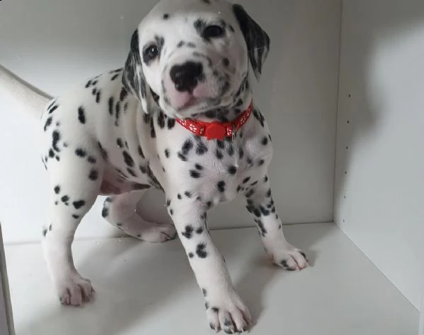 sani e bella cuccioli di dalmata maschio e femmina per regalo 