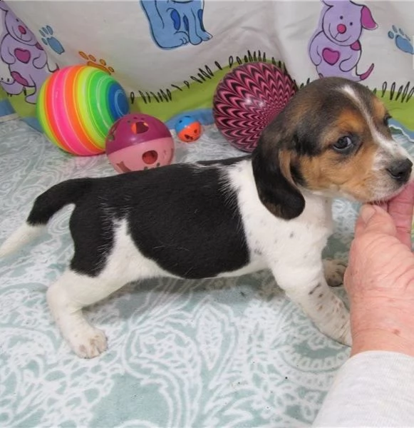 cuccioli di beagle in adozione