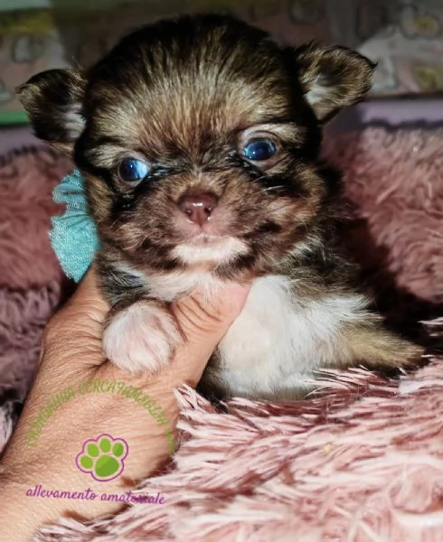 Cucciola chihuahua pelo lungo | Foto 4