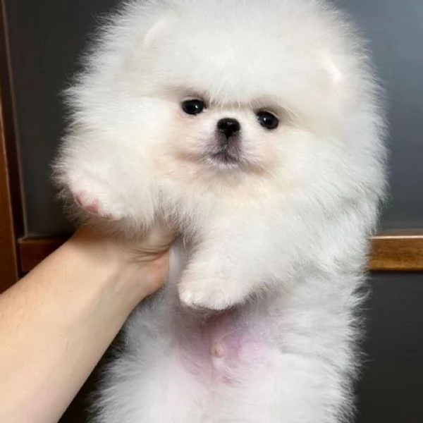 cuccioli di qualità tiny pomerania (+393509706299)