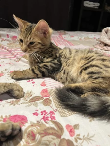 bengal cuccioli disponibili!! | Foto 0