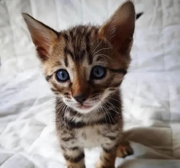 gattini bengala maschio e femmina! | Foto 0