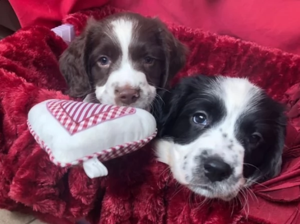 cuccioli di springer spaniel