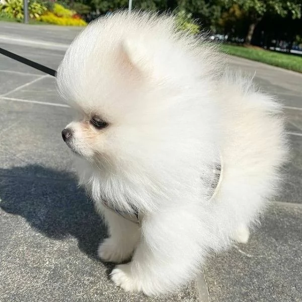 fantastici cuccioli di pomerania per l'adozione (+393509706299)