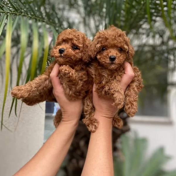 cuccioli di barboncino