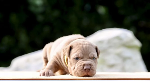 Cuccioli Pitbull | Foto 6