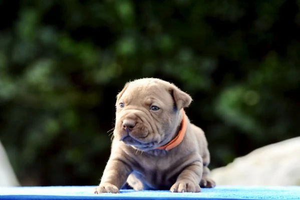 Cuccioli Pitbull | Foto 3