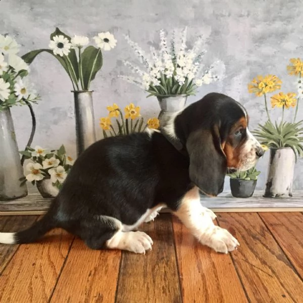 cuccioli eccezionali pronti per la loro nuova e adorabile casa per sempre