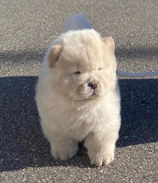 cuccioli eccezionali pronti per la loro nuova e adorabile casa per sempre.